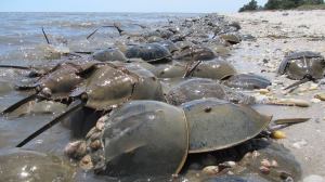 Horseshoe crabs, after half a billion years, still crowd the beach. (delaware-surf-fishing.com)