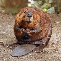 beaver (wikipedia)