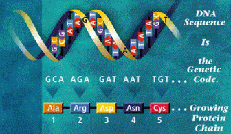dna and codons (www2.le.ac.uk)